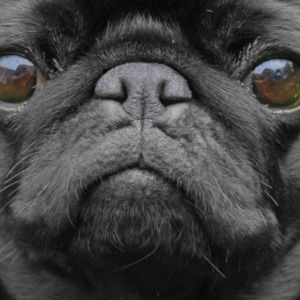 Meet your Posher, Luke